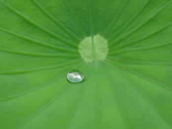 大賀ハス水滴0609 大賀ハス水滴0609