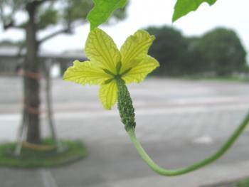 ゴーヤ雌花0624 ゴーヤ雌花0624