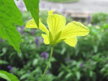 ゴーヤ雄花0624 ゴーヤ雄花0624