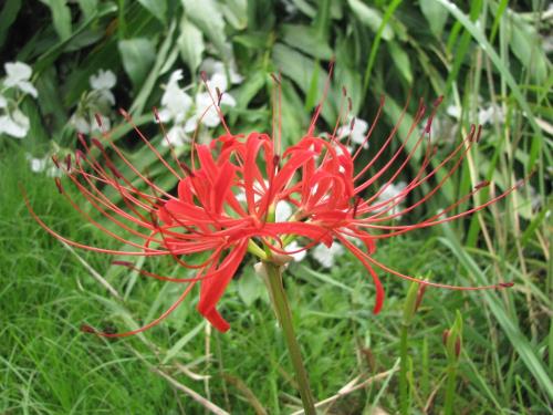 ヒガンバナ0907 ヒガンバナ0907