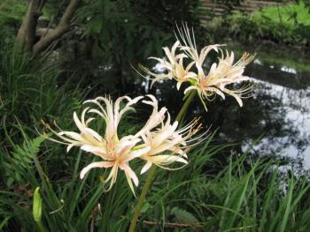 ヒガンバナ白0907 ヒガンバナ白0907