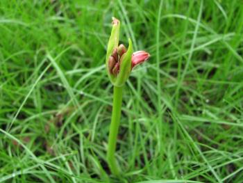 ヒガンバナ花茎 ヒガンバナ花茎
