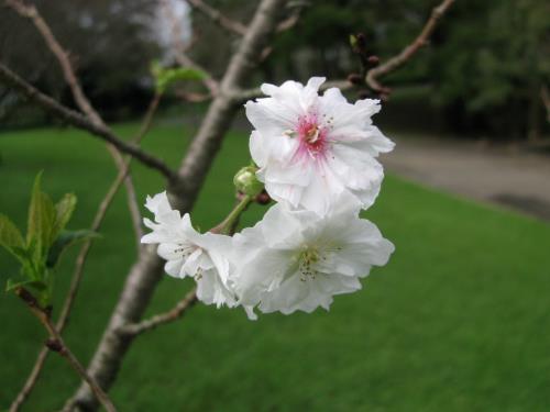 ジュウガツザクラ0907 ジュウガツザクラ0907