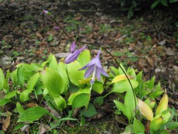 ギボウシ0907 ギボウシ0907