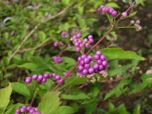 コムラサキ0907 コムラサキ0907