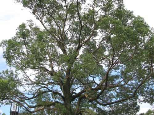 クスノキ0907 クスノキ0907