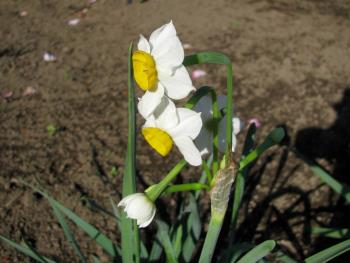 ニホンズイセン1127 ニホンズイセン1127