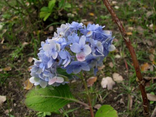 アジサイ1128 アジサイ1128