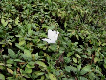 リュウキュウツツジ1128 リュウキュウツツジ1128