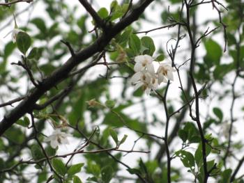 エゴノキ1128 エゴノキ1128