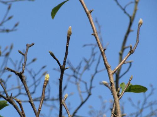 シモクレン花芽20151130 シモクレン花芽20151130