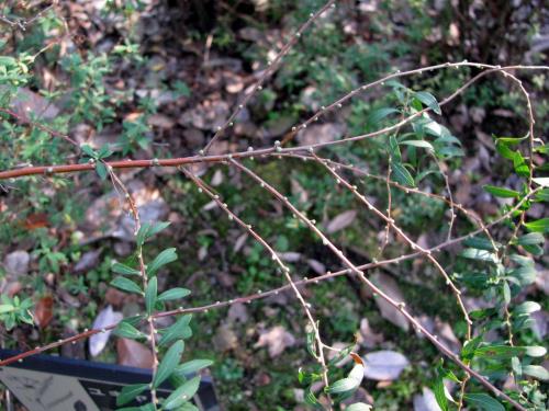 ユキヤナギ花芽20151130 ユキヤナギ花芽20151130