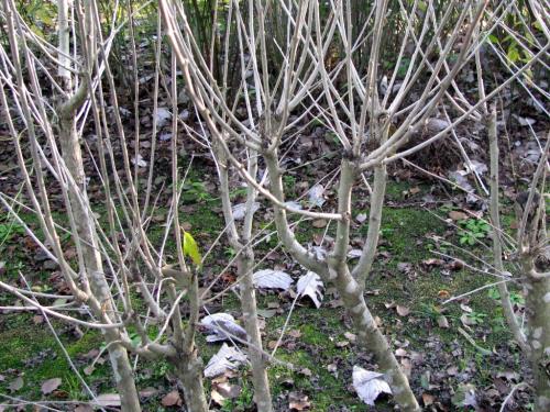 ムクゲ昨冬の剪定跡20151130 ムクゲ昨冬の剪定跡20151130