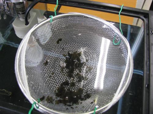 カゴの中のスイゼンジノリ カゴの中のスイゼンジノリ