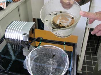 準備3スイゼンジノリ1205 準備3スイゼンジノリ1205