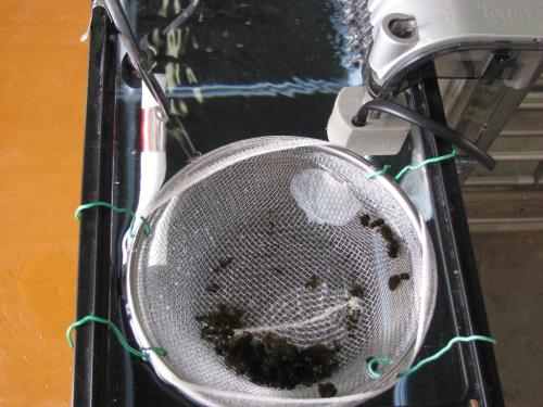 展示スイゼンジノリ 展示スイゼンジノリ