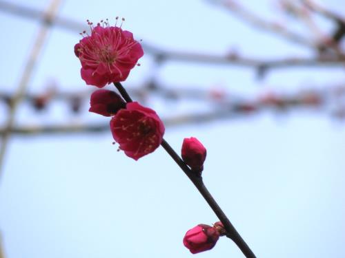 ウメ低木花木園0205 ウメ低木花木園0205