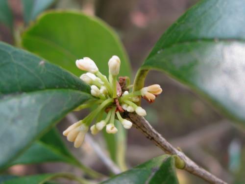 シキザキモクセイ0205 シキザキモクセイ0205