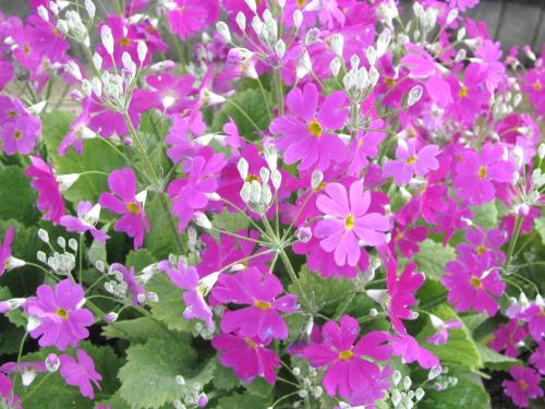 プリムラマラコイデス0226 プリムラマラコイデス0226