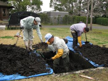 レンコン掘り レンコン掘り