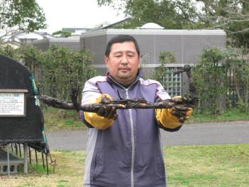 掘り上げたレンコン 掘り上げたレンコン