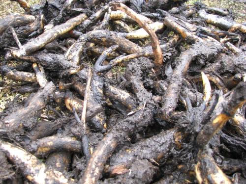 種子レンコン 種子レンコン