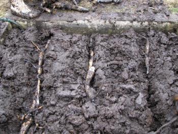 植え付け 植え付け