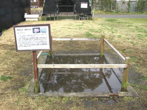 大賀ハスコーナー 大賀ハスコーナー