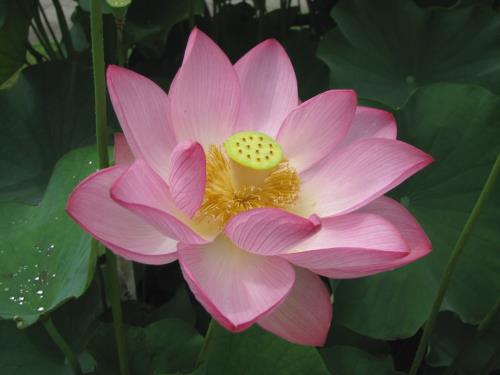 大賀ハス20150624 大賀ハス20150624