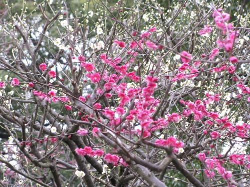 ウメ0209 ウメ0209