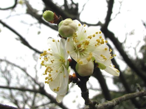 白梅0209 白梅0209