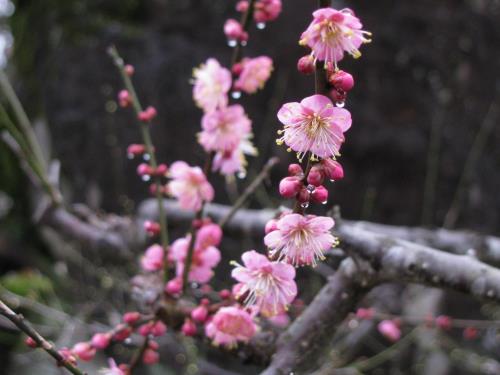 紅梅0209 紅梅0209