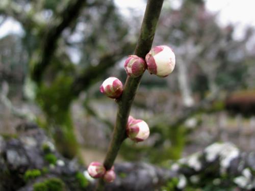 鴬宿0209 鴬宿0209