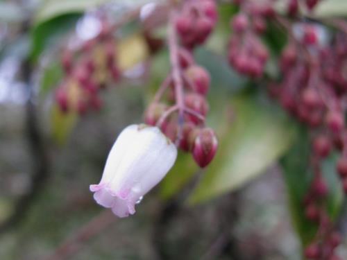 アセビピンク0209 アセビピンク0209