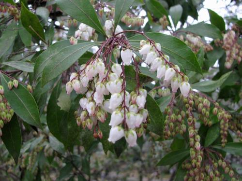 アセビ白0209 アセビ白0209