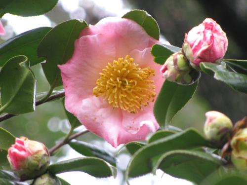 桜狩0209 桜狩0209