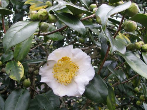 白鶴0209 白鶴0209