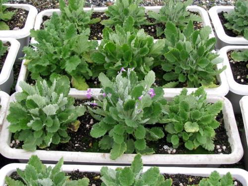 プリムラ0209 プリムラ0209