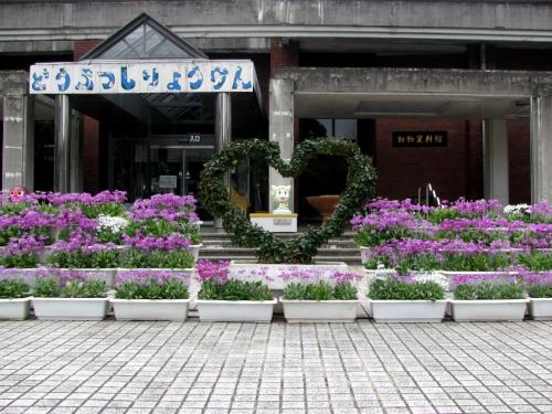 プリムラ全景0309 プリムラ全景0309