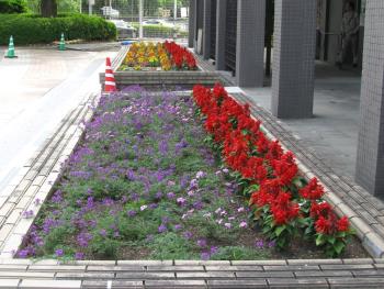 事務所前花壇0515 事務所前花壇0515