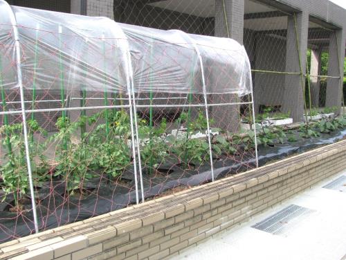 野菜花壇0515 野菜花壇0515