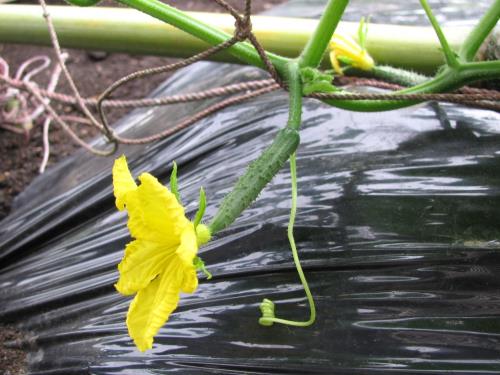 雌花0507 雌花0507