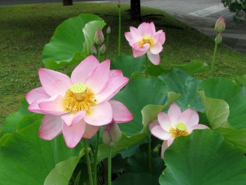 大賀ハス0622 大賀ハス0622