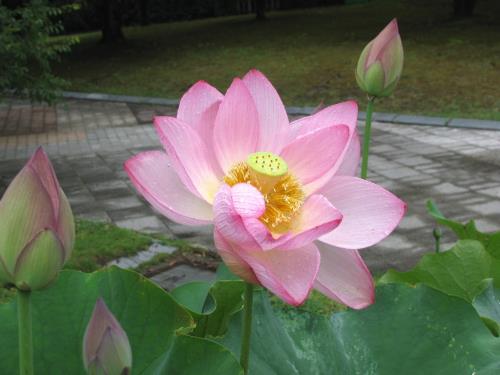 大賀ハス0622 大賀ハス0622