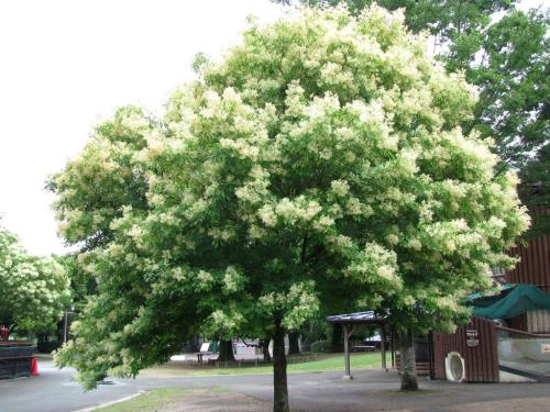 シマトネリコ木0622 シマトネリコ木0622