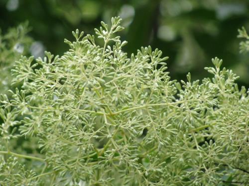 シマトネリコ蕾0622 シマトネリコ蕾0622