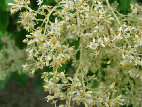 シマトネリコ花0622 シマトネリコ花0622