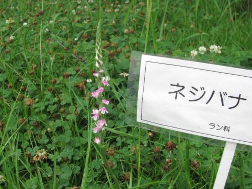 ネジバナ0622 ネジバナ0622