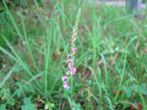 ネジバナ0622 ネジバナ0622