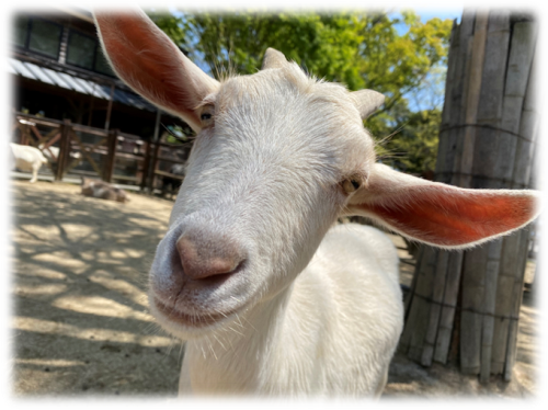 ヤギ ヤギ